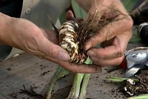 Украли аккаунт на кракене даркнет